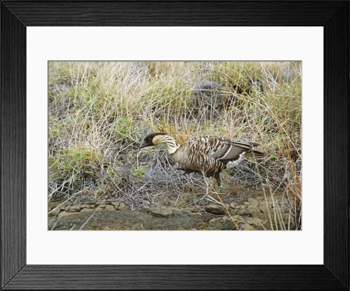 Framed Print : Nene / Hawaiian Goose - on volcanic slope, Big Island, Hawaii Framed Print : Nene / Hawaiian Goose - on volcanic slope, Big Island, Hawaii