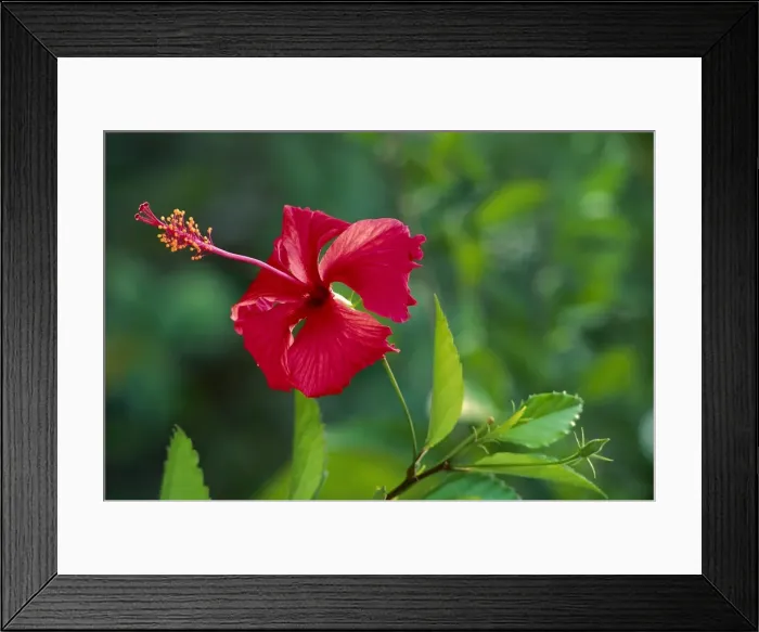 Framed Print : Chinese Rose JPF31657 Framed Print : Chinese Rose JPF31657