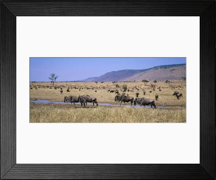 Framed Print : Wilderbeest - Maasai Mara National Park, Kenya, Africa Framed Print : Wilderbeest - Maasai Mara National Park, Kenya, Africa