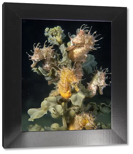 Short head seahorse - group on seaweed, Edithburgh, Yorke Peninsula, South Australia TED00368