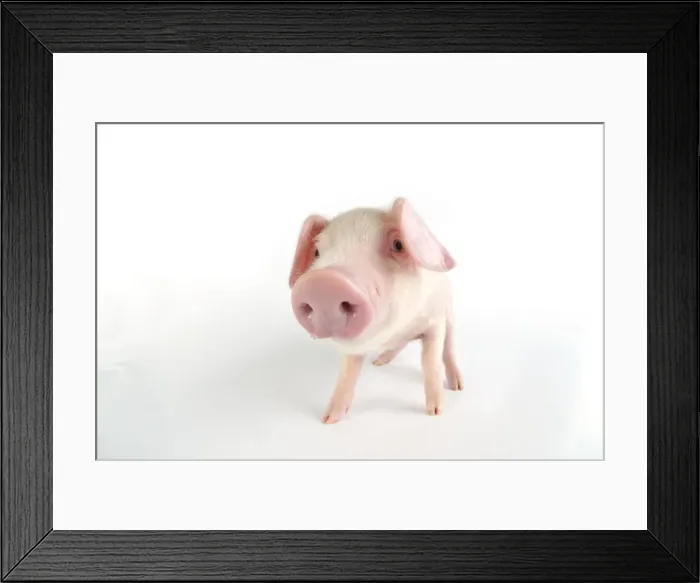 Framed Print : Pig. British lop piglet on white background Framed Print : Pig. British lop piglet on white background