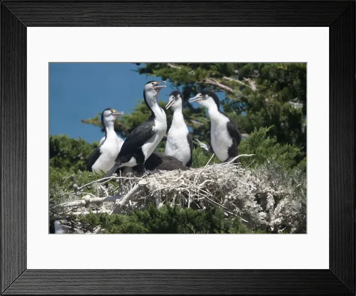 Framed Print : Pied Cormorant A family group at their nest in a macrocarpa tree beside the ocean just north of Kaikoura, South Island, New Zealand