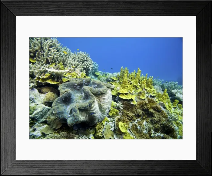 Framed Print : Giant clam - on reef. Wheeler Reef, Great Barrier Reef off Townsville, Queensland, Australia DWD00822 Framed Print : Giant clam - on reef. Wheeler Reef, Great Barrier Reef off Townsville, Queensland, Australia DWD00822