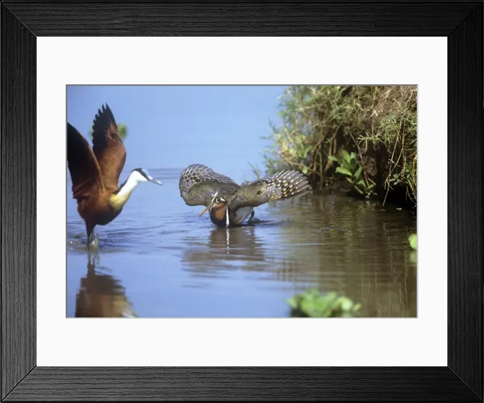 Framed Print : Painted Snipe - Masai Mara National Park - Africa Framed Print : Painted Snipe - Masai Mara National Park - Africa