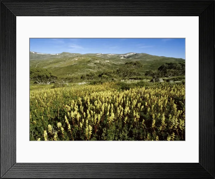 Framed Print : Candle Heath - Charlottes Pass - Kosciuszko National Park, New South Wales, Australia JPF03216 Framed Print : Candle Heath - Charlottes Pass - Kosciuszko National Park, New South Wales, Australia JPF03216