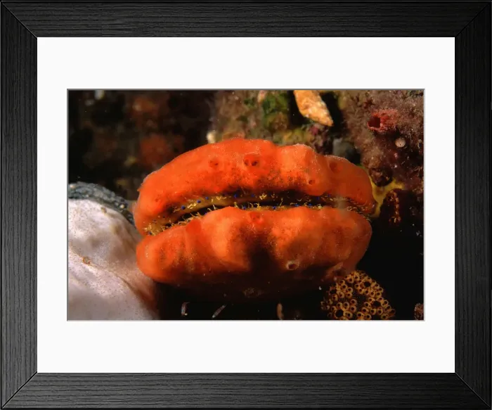 Framed Print : Doughboy scallop - covered with sponge, blue eyes visible, Edithburgh, Yorke Peninsula, South Australia TED00276 Framed Print : Doughboy scallop - covered with sponge, blue eyes visible, Edithburgh, Yorke Peninsula, South Australia TED00276