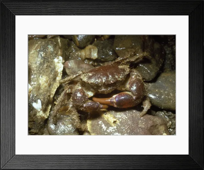 Framed Print : Hairy Crab Framed Print : Hairy Crab