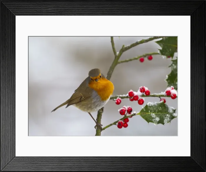 Framed Print : Robin - on Holly in snow - West Wales UK 11916 Framed Print : Robin - on Holly in snow - West Wales UK 11916