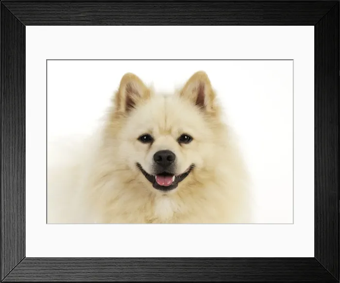Framed Print : DOG. German Spitz Mittel Framed Print : DOG. German Spitz Mittel