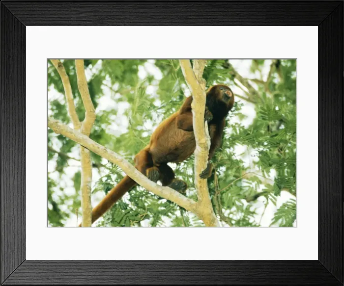 Framed Print : Howler Monkey AW 1348 Llanos, Venezuela © Adrian Warren / ARDEA LONDON Framed Print : Howler Monkey AW 1348 Llanos, Venezuela © Adrian Warren / ARDEA LONDON