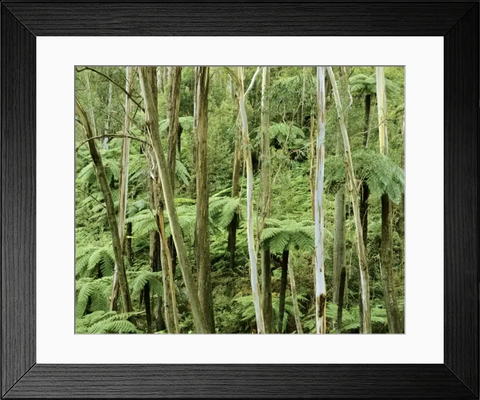 Framed Print : Wet sclerophyll forest with eucalypts and tree ferns eastern slopes of Great Dividing Range, New South Wales, Australia JPF03112 Framed Print : Wet sclerophyll forest with eucalypts and tree ferns eastern slopes of Great Dividing Range, New South Wales, Australia JPF03112