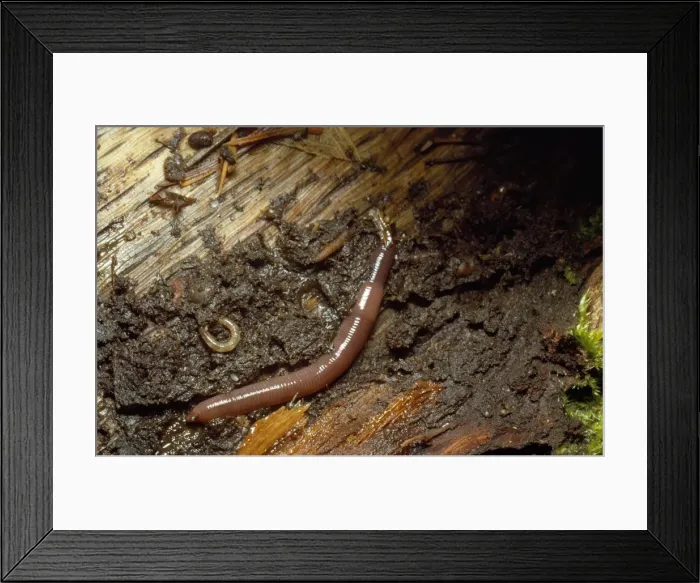 Framed Print : Earthworm. DWG-345. EARTHWORM. Allolobophora caliginosa Framed Print : Earthworm. DWG-345. EARTHWORM. Allolobophora caliginosa