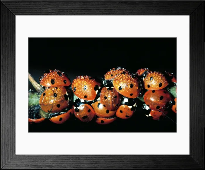 Framed Print : 7 Spot Ladybirds - group cvovered in water drops - Autumn Framed Print : 7 Spot Ladybirds - group cvovered in water drops - Autumn