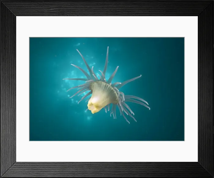 Framed Print : A Wandering anemone - usually attach themselves in large numbers to Sea whips or Gorgonian sea fans (thus dubbed Gorgonian wrappers'). Some are striped ('Tiger anemones'), some spotted and some pure white or yellowish Framed Print : A Wandering anemone - usually attach themselves in large numbers to Sea whips or Gorgonian sea fans (thus dubbed Gorgonian wrappers'). Some are striped ('Tiger anemones'), some spotted and some pure white or yellowish