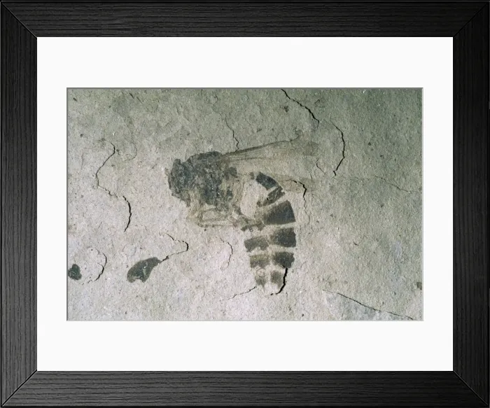 Framed Print : Fossil Wasp - Eocene Fossil beds National Monument Framed Print : Fossil Wasp - Eocene Fossil beds National Monument