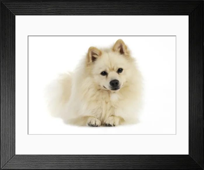 Framed Print : DOG. German Spitz Mittel Framed Print : DOG. German Spitz Mittel