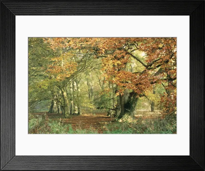 Framed Print : Beechwood - Autumn Wood in Norfolk, UK Framed Print : Beechwood - Autumn Wood in Norfolk, UK