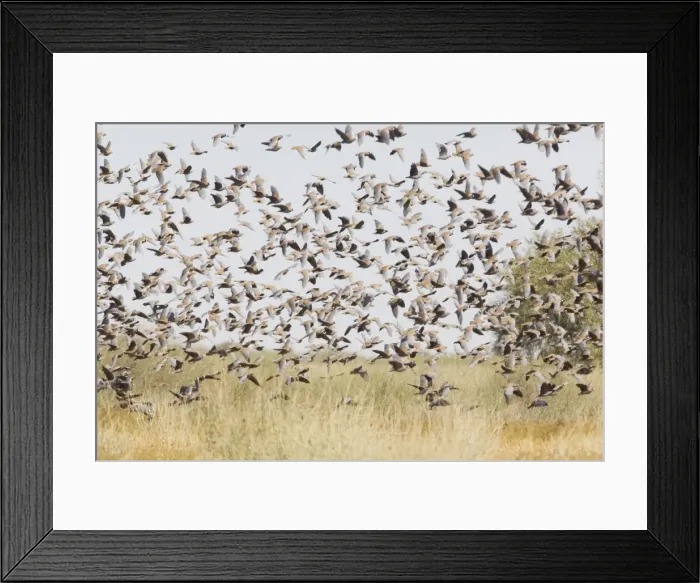 Framed Print : Flock Bronzewing Part of a flock of about 10000 that were feeding near the Inside Track of the Birdsville Track area, South Australia Framed Print : Flock Bronzewing Part of a flock of about 10000 that were feeding near the Inside Track of the Birdsville Track area, South Australia