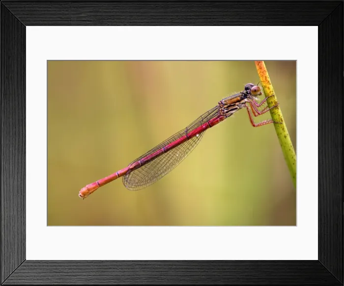 Framed Print : Small Red Damselfly - female - Cornwall - UK Framed Print : Small Red Damselfly - female - Cornwall - UK