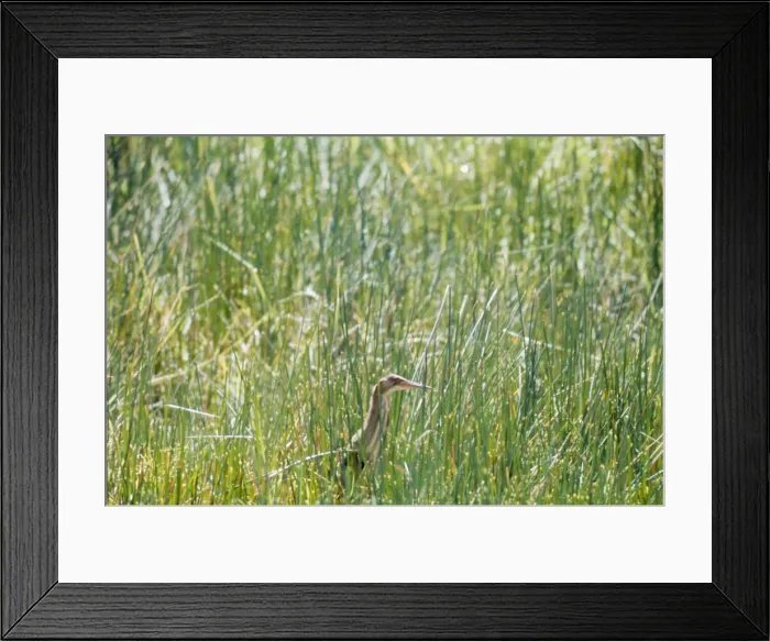 Framed Print : Yellow  /  Chinese Bittern - Seychelles