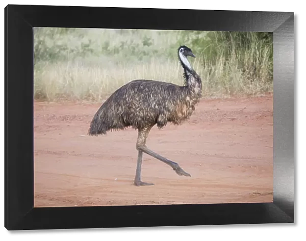 Emu Walking across a track near Epenarra Aboriginal Community, central Northern Territory, Australia