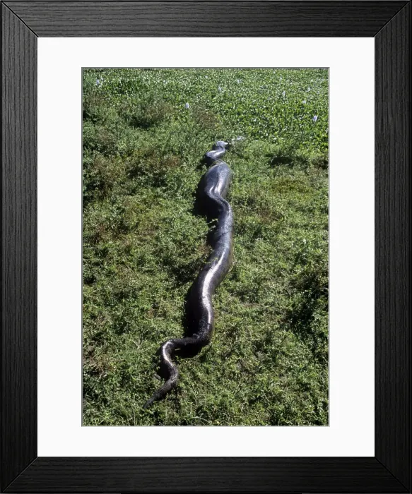 Framed Print : Anaconda - having swallowed a Capybara - Venezuela - South America Framed Print : Anaconda - having swallowed a Capybara - Venezuela - South America