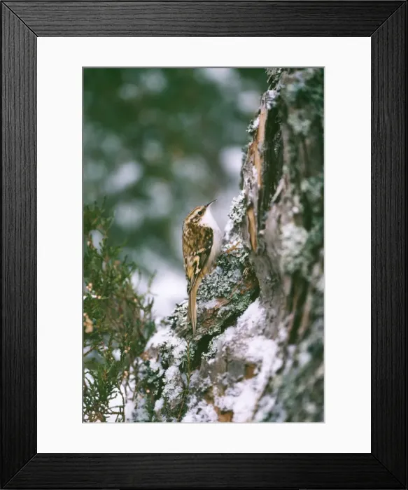 Framed Print : Treecreeper CK 3770 Certhia familiaris © Chris Knights / ARDEA LONDON Framed Print : Treecreeper CK 3770 Certhia familiaris © Chris Knights / ARDEA LONDON