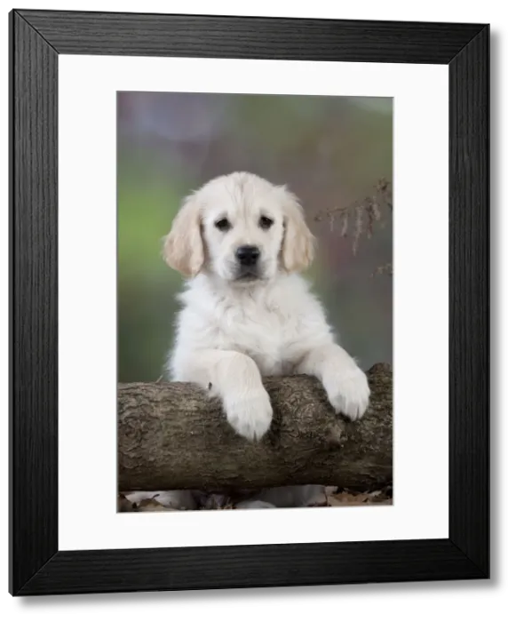 Framed Print : Dog - Golden Retriever - puppy leaning over tree trunk Framed Print : Dog - Golden Retriever - puppy leaning over tree trunk