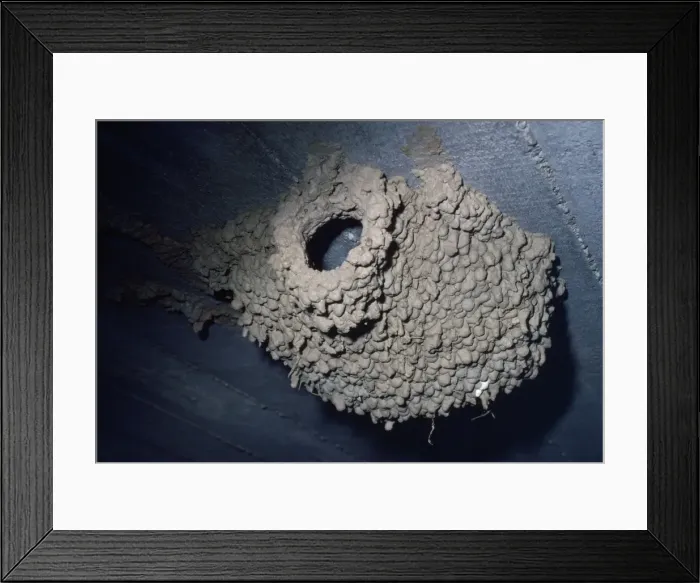 Framed Print : Red-rumped Swallow - nest Framed Print : Red-rumped Swallow - nest