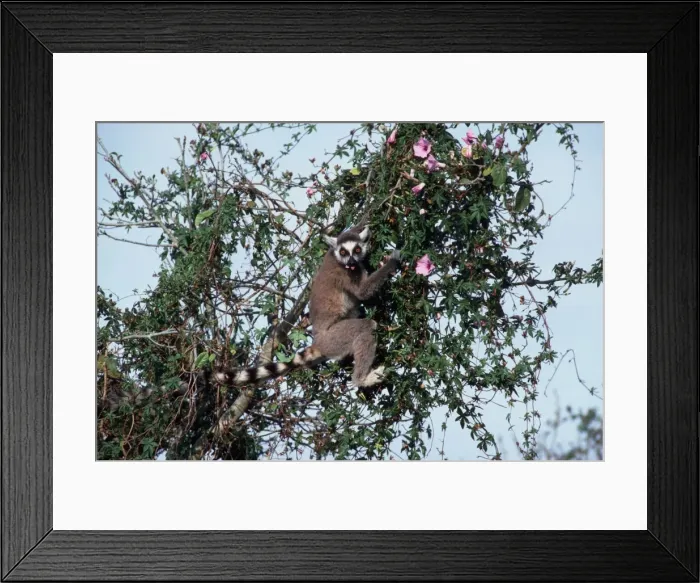 Framed Print : Ring Tailed Lemur AW 3779 Madagascar. Lemur catta © Adrian Warren / ARDEA LONDON Framed Print : Ring Tailed Lemur AW 3779 Madagascar. Lemur catta © Adrian Warren / ARDEA LONDON