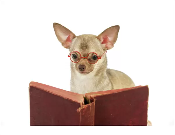 DOG. Chihuahua reading a book wearing glasses