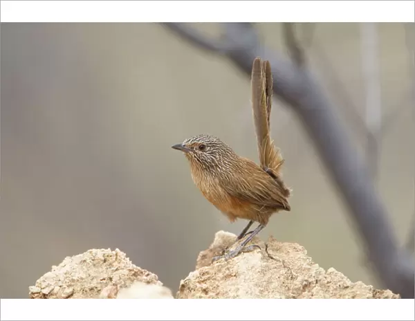Dusky Grasswren On a rocky spinifex covered hillside between Alice Springs and Santa Teresa, Northern Territory, Australia