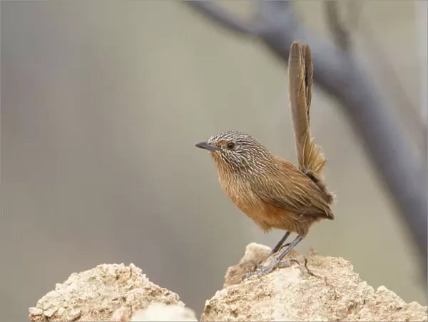 Dusky Grasswren On a rocky spinifex covered hillside between Alice Springs and Santa Teresa, Northern Territory, Australia