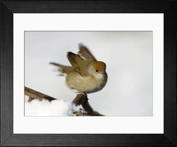 Framed Print : Blackcap - female - in the snow Framed Print : Blackcap - female - in the snow