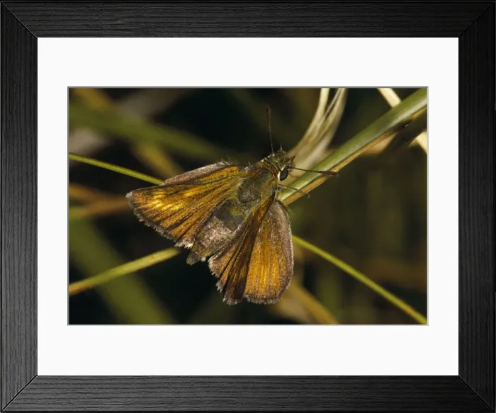 Framed Print : Lulworth Skipper Framed Print : Lulworth Skipper