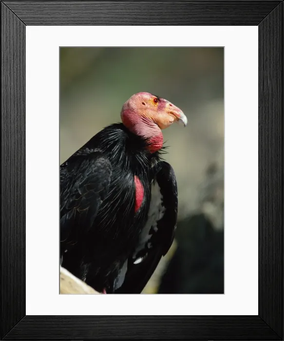 Framed Print : Californian Condor Framed Print : Californian Condor