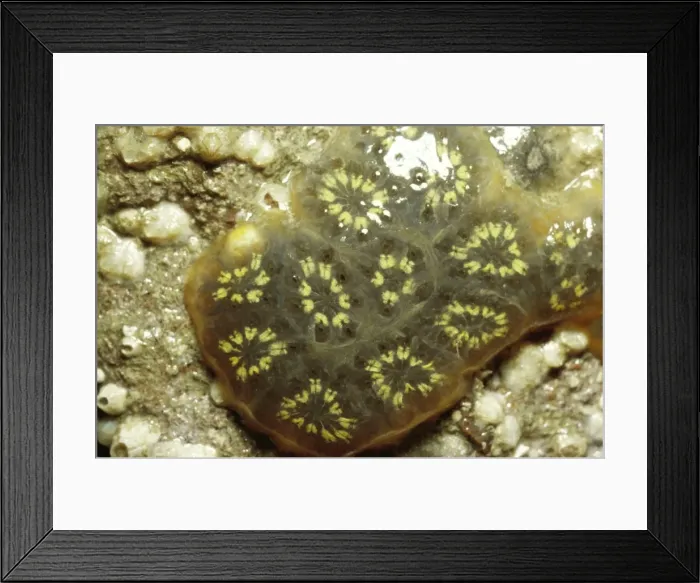 Framed Print : Star Ascidian Sea Squirts Framed Print : Star Ascidian Sea Squirts