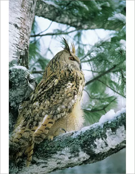 Eagle Owl - adult on Birch Tree in forest of Ural Mountains - Russia - winter