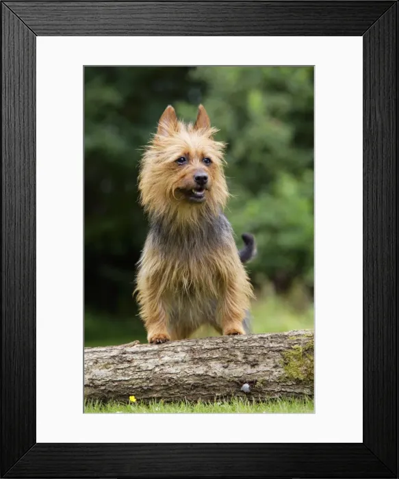 Framed Print : Dog. Australian Terrier