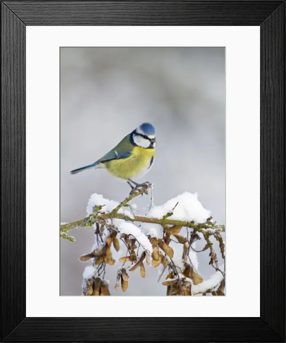 Framed Print : Blue Tit - on snowy branch 8735 Framed Print : Blue Tit - on snowy branch 8735