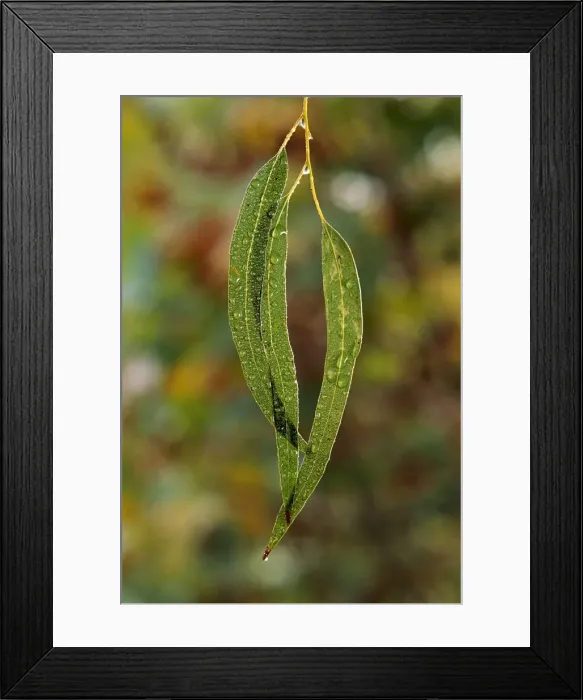Framed Print : Eucalypt leaves - covered in dew, Australia JPF32140 Framed Print : Eucalypt leaves - covered in dew, Australia JPF32140