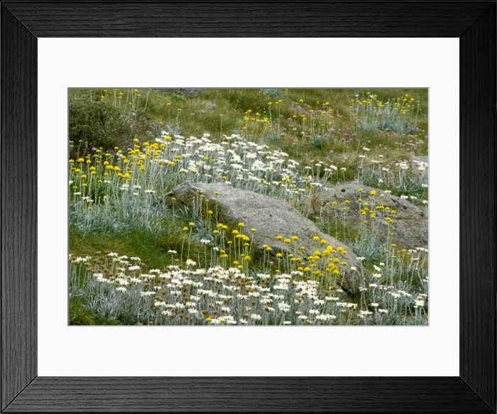 Framed Print : Spring flowers - Snow daisies and Billy Buttons (Celmisia, Craspedia) Kosciuszko National Park, New South Wales, Australia JPF03092 Framed Print : Spring flowers - Snow daisies and Billy Buttons (Celmisia, Craspedia) Kosciuszko National Park, New South Wales, Australia JPF03092