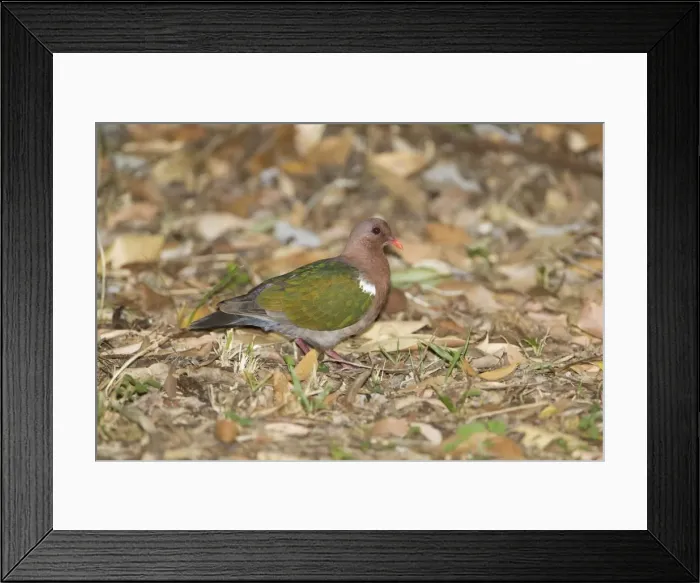 Framed Print : Emerald Dove At Hayley's camping ground at Ayton, Cape York, Australia Framed Print : Emerald Dove At Hayley's camping ground at Ayton, Cape York, Australia