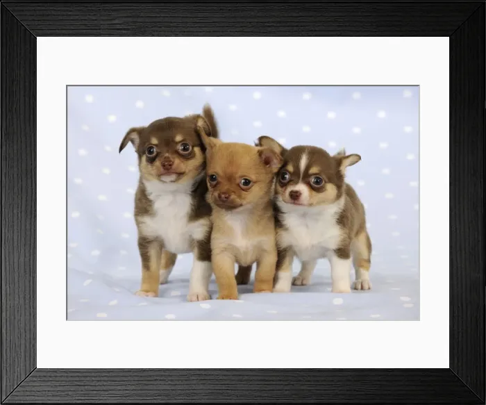 Framed Print : DOG. Chihuahua puppies standing in a row Framed Print : DOG. Chihuahua puppies standing in a row