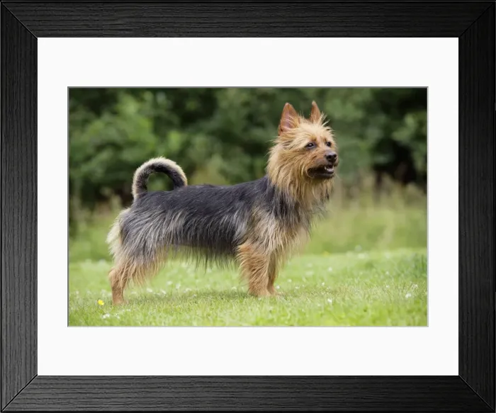 Framed Print : Dog. Australian Terrier Framed Print : Dog. Australian Terrier