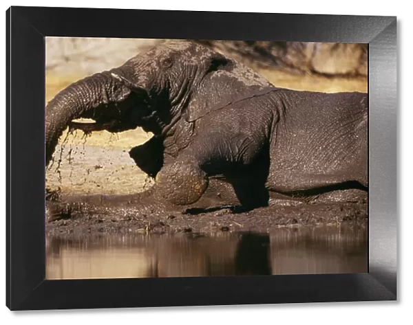 Elephant - in mud bath, Botswana, Africa