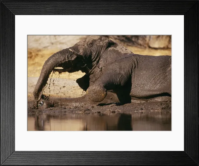 Framed Print : Elephant - in mud bath, Botswana, Africa Framed Print : Elephant - in mud bath, Botswana, Africa