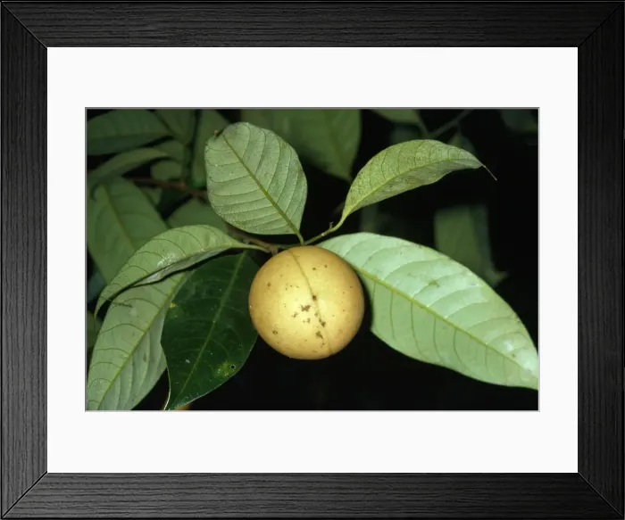Framed Print : Nutmeg. JLM-4254. NUTMEG - ON TREE. Myristica fragrans Framed Print : Nutmeg. JLM-4254. NUTMEG - ON TREE. Myristica fragrans