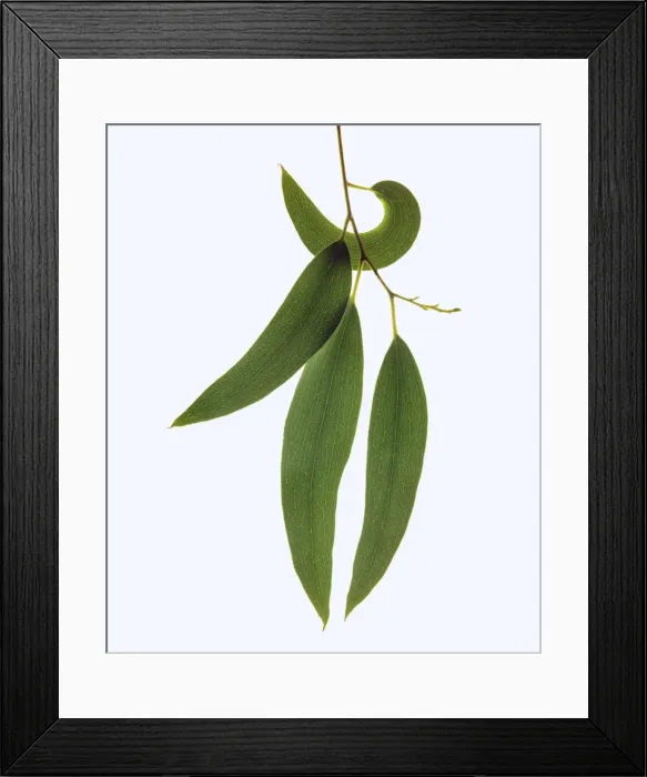 Framed Print : Snow Gum - Leaves - New South Wales, Australia JPF24949 Framed Print : Snow Gum - Leaves - New South Wales, Australia JPF24949