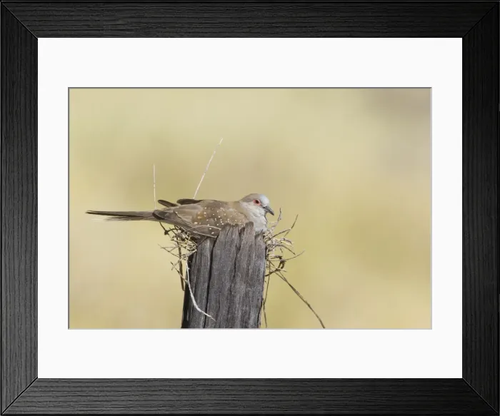 Framed Print : Diamond Dove Along MacNamaras Road west of Mt Isa, Queensland, Australia. Sitting on a very exposed nest Framed Print : Diamond Dove Along MacNamaras Road west of Mt Isa, Queensland, Australia. Sitting on a very exposed nest
